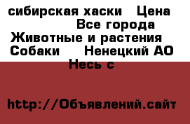 l: сибирская хаски › Цена ­ 10 000 - Все города Животные и растения » Собаки   . Ненецкий АО,Несь с.